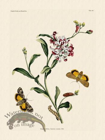 Wilkes Butterflies 060